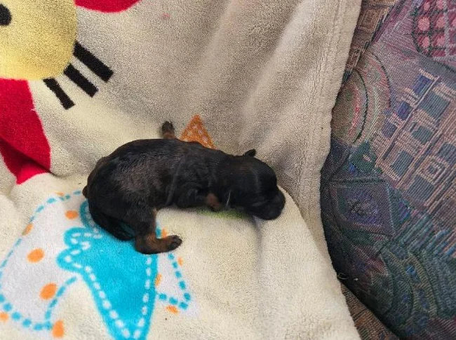 COCKAPOO X MORKIE thumbnail 2
