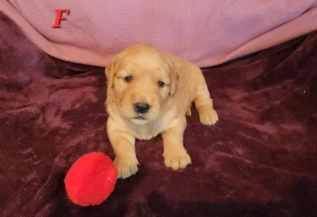 Chiot Golden retriever blond thumbnail 3