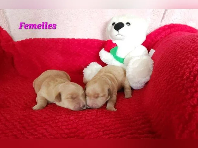 Chiot Golden retriever blond thumbnail 7