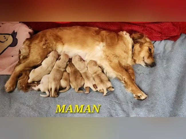 Chiot Golden retriever blond