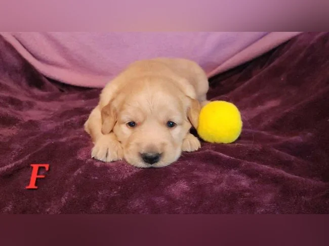 Chiot Golden retriever blond thumbnail 4