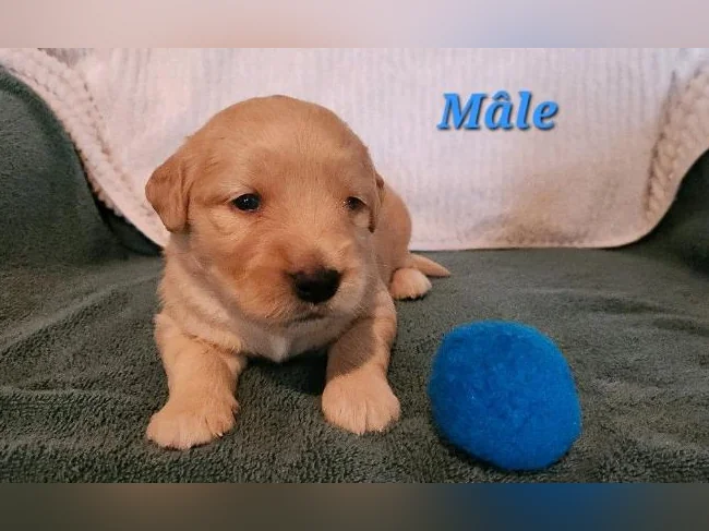 Chiot Golden retriever blond thumbnail 2