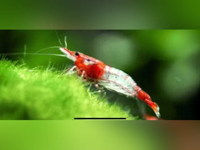 Crevettes Rilly