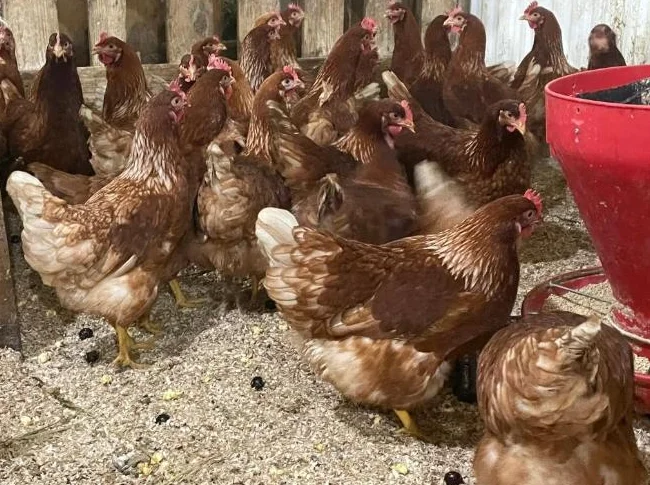 Poule rouge