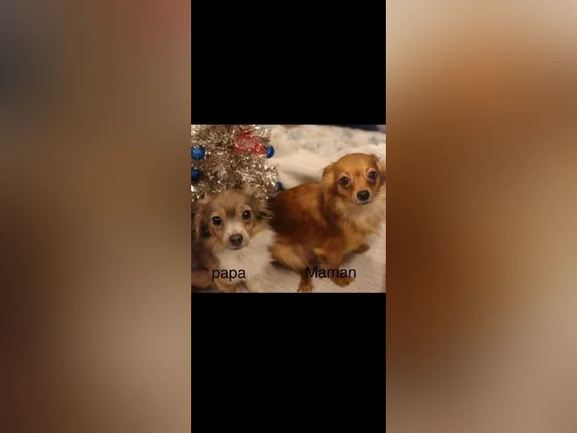 chihuahuas thumbnail 3