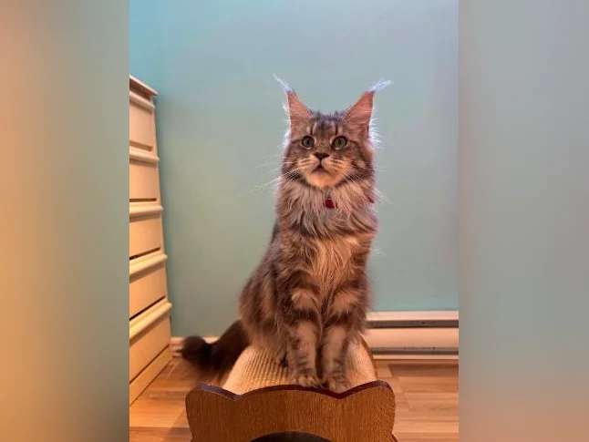 Maine coon pure race thumbnail 2