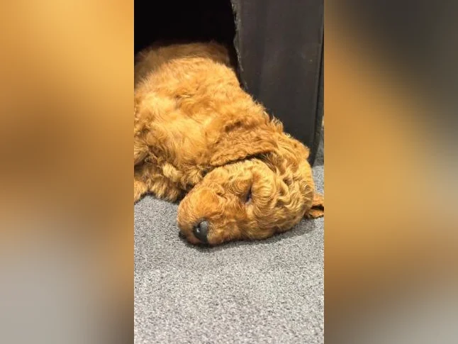 Magnifique chiots Goldendoodle thumbnail 7