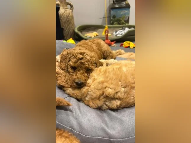 Magnifique chiots Goldendoodle thumbnail 9