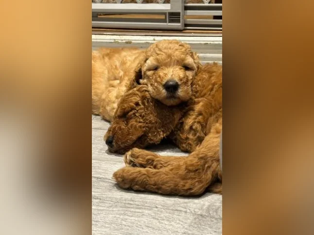 Magnifique chiots Goldendoodle thumbnail 6