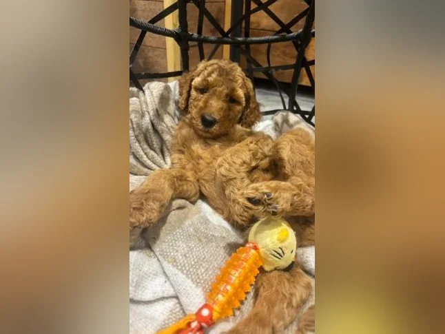 Magnifique chiots Goldendoodle thumbnail 3