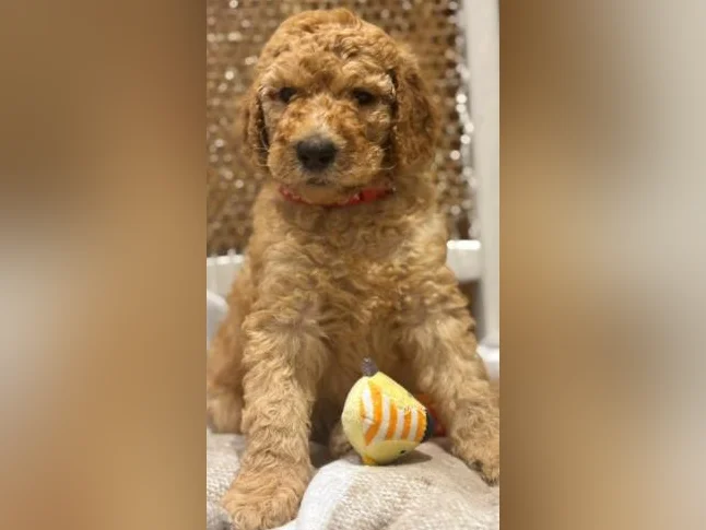 Magnifique chiots Goldendoodle thumbnail 10