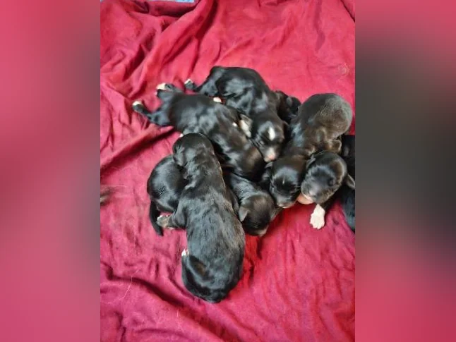 Chiots bernedoodle thumbnail 4