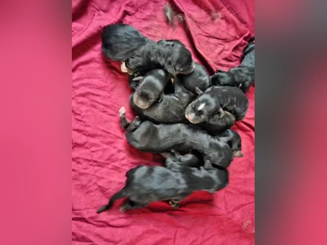 Chiots bernedoodle thumbnail 6