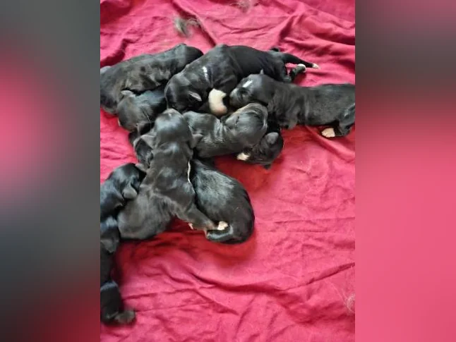 Chiots bernedoodle thumbnail 5