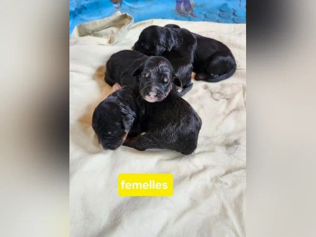 Chiots bernedoodle