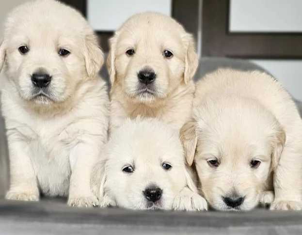 Reservation Chiots Golden Retriever English Cream thumbnail 2