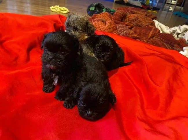 Shih tzu miniature thumbnail 2