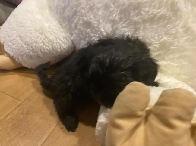 Shih tzu miniature thumbnail 9