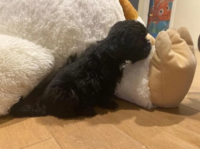 Shih tzu miniature thumbnail 6