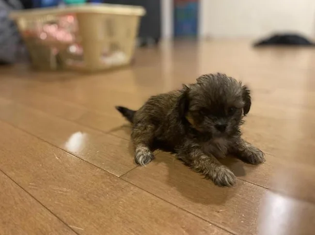 Shih tzu miniature thumbnail 5