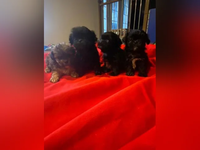 Shih tzu miniature thumbnail 4