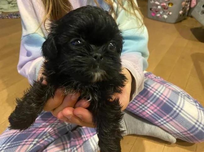 Shih tzu miniature thumbnail 8