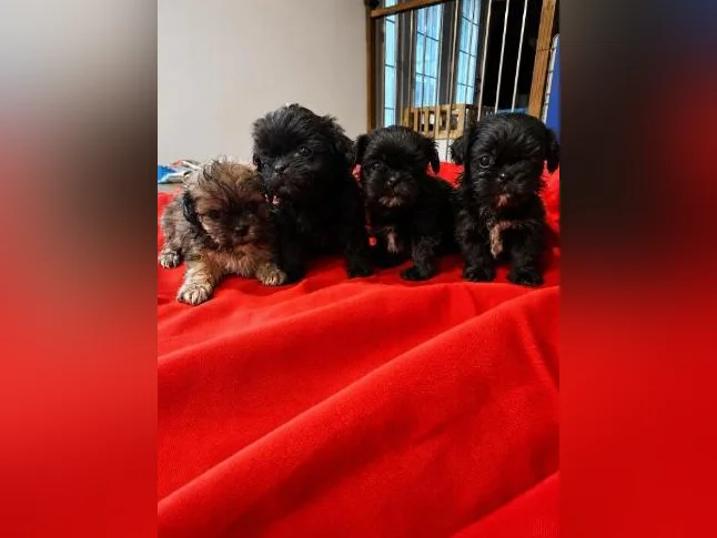 Shih tzu miniature