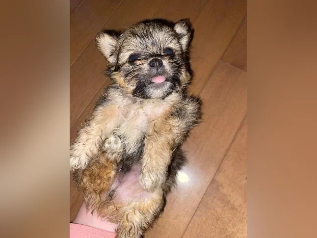 Shih tzu miniature thumbnail 3