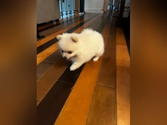 Chiots Poméranien tous adopter prochain portée en août . thumbnail 5