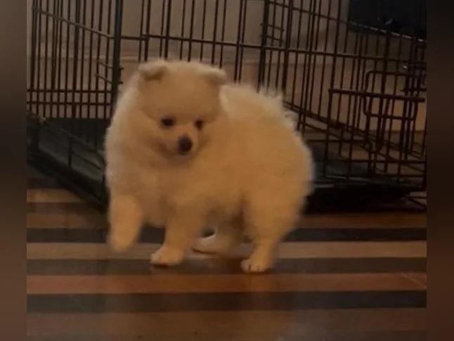 Chiots Poméranien tous adopter prochain portée en août . thumbnail 3
