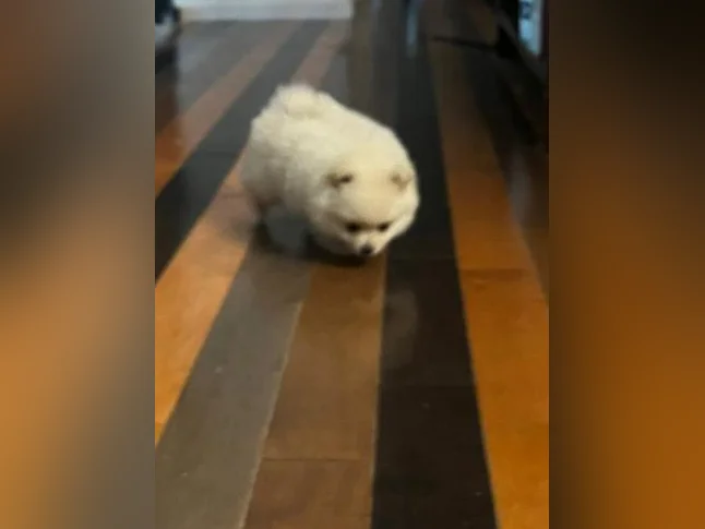 Chiots Poméranien tous adopter prochain portée en août . thumbnail 6
