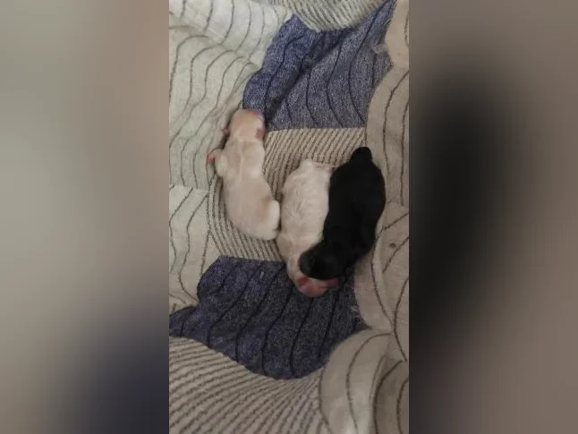 Superbe chiots pomeraniens thumbnail 2
