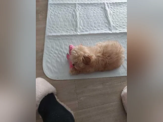 Chiot Maltipoo Tea cup (nouveau prix) thumbnail 3