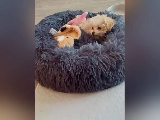 Chiot Maltipoo Tea cup (nouveau prix) thumbnail 2