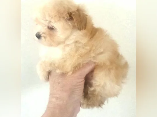 Chiot Maltipoo Tea cup (nouveau prix) thumbnail 4