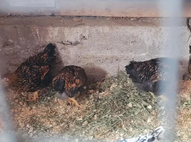 Poules Wyandotte 35$ chaque