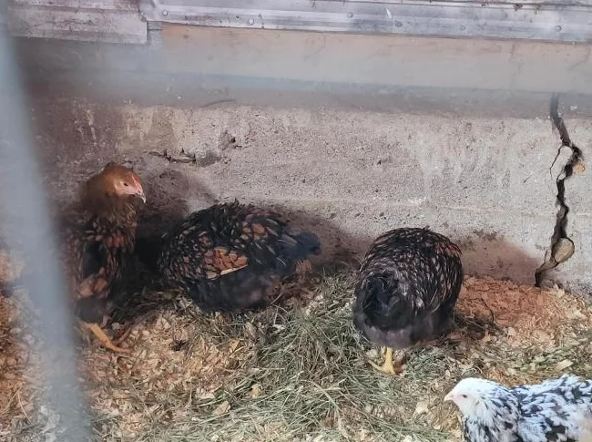 Poules Wyandotte 35$ chaque thumbnail 3