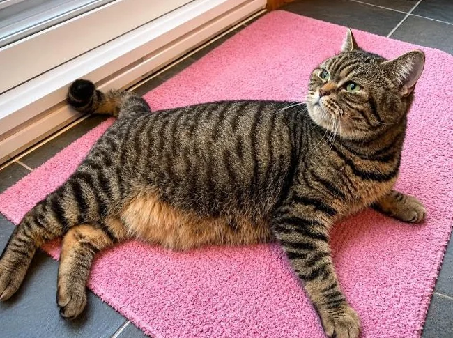 CHATTE SCOTTISH STRAIGHT RETRAITÉ