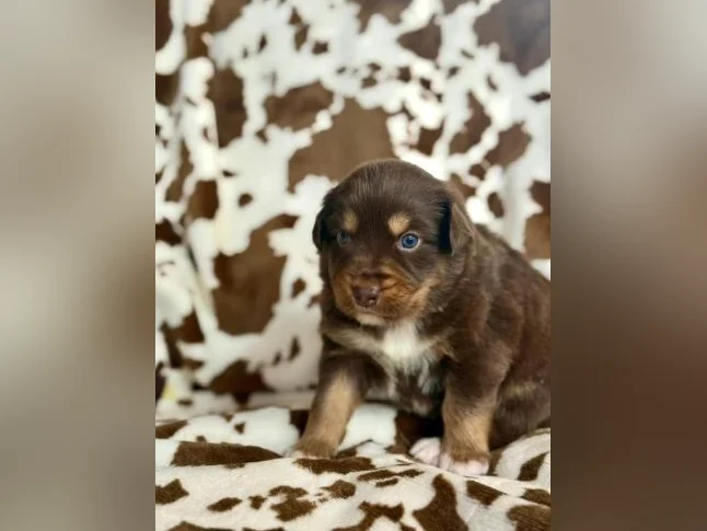 Berger australien, bouledogue français , Chihuahua , mini aussie thumbnail 2