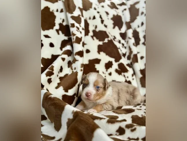 Berger australien, bouledogue français , Chihuahua , mini aussie thumbnail 3