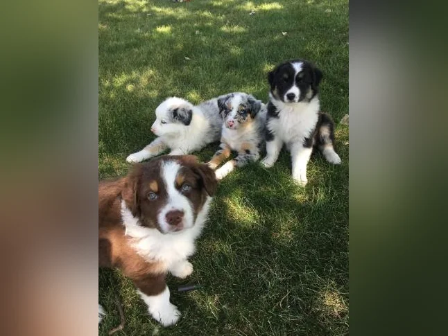 Berger australien, bouledogue français , Chihuahua , mini aussie