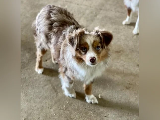 Berger australien, bouledogue français , Chihuahua , mini aussie thumbnail 5