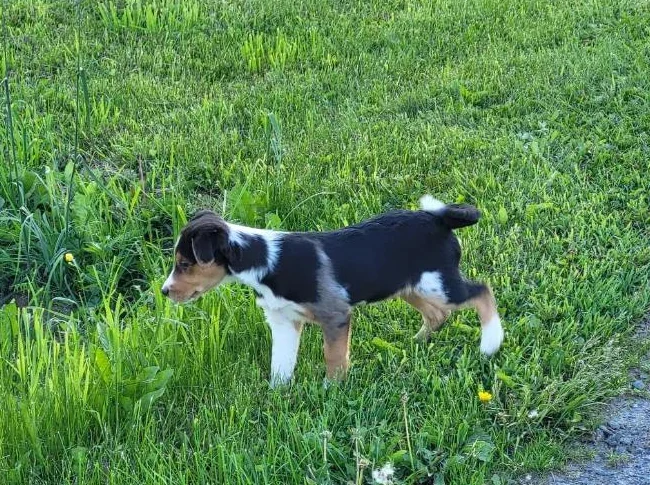 Chiot croisé Jack russell et berger australien