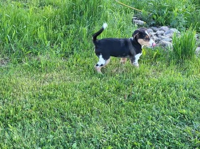 Chiot croisé Jack russell et berger australien thumbnail 2