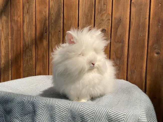Petit lapin tête de lion thumbnail 2