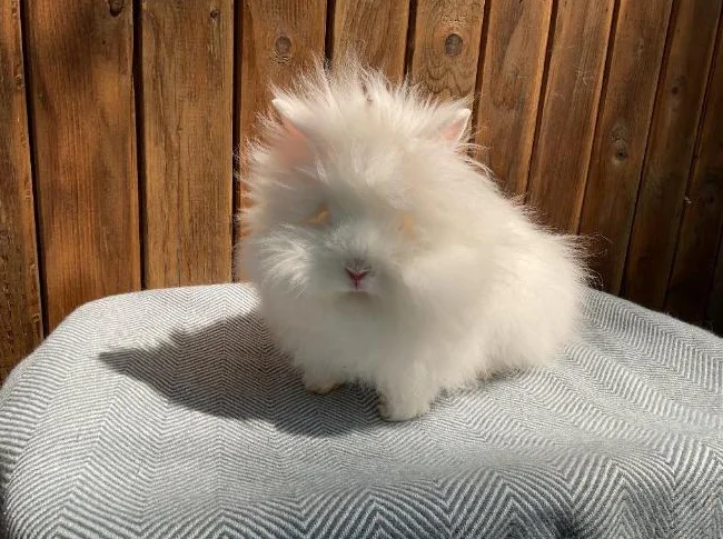 Petit lapin tête de lion thumbnail 4
