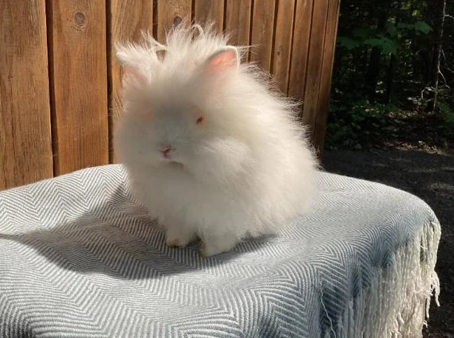 Petit lapin tête de lion thumbnail 3