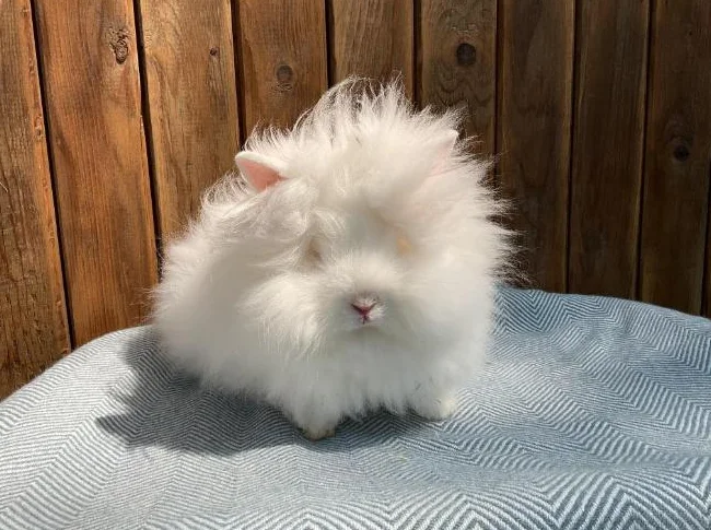 Petit lapin tête de lion