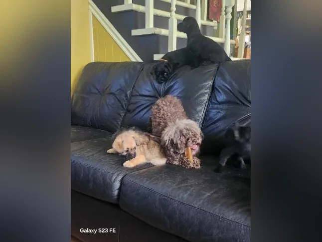 Caniche toys croisé avec pug thumbnail 7