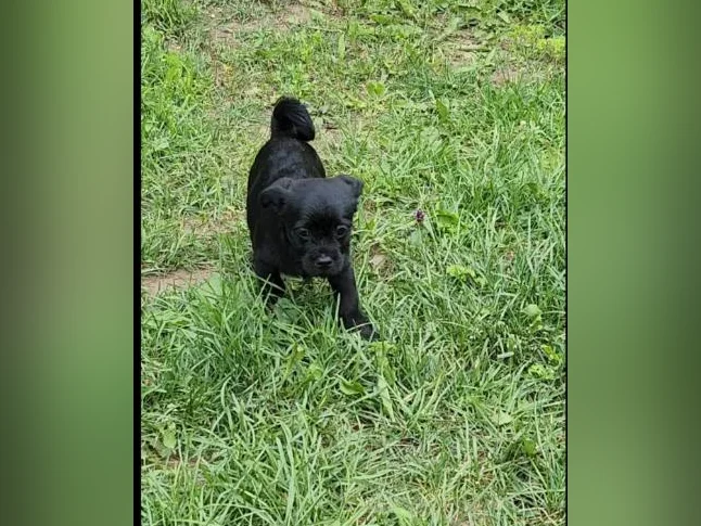 Caniche toys croisé avec pug thumbnail 3